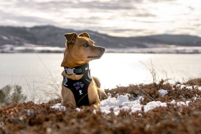 Шлейка для собак пом'якшена Hurtta Weekend Warrior 80-100 см Чорний