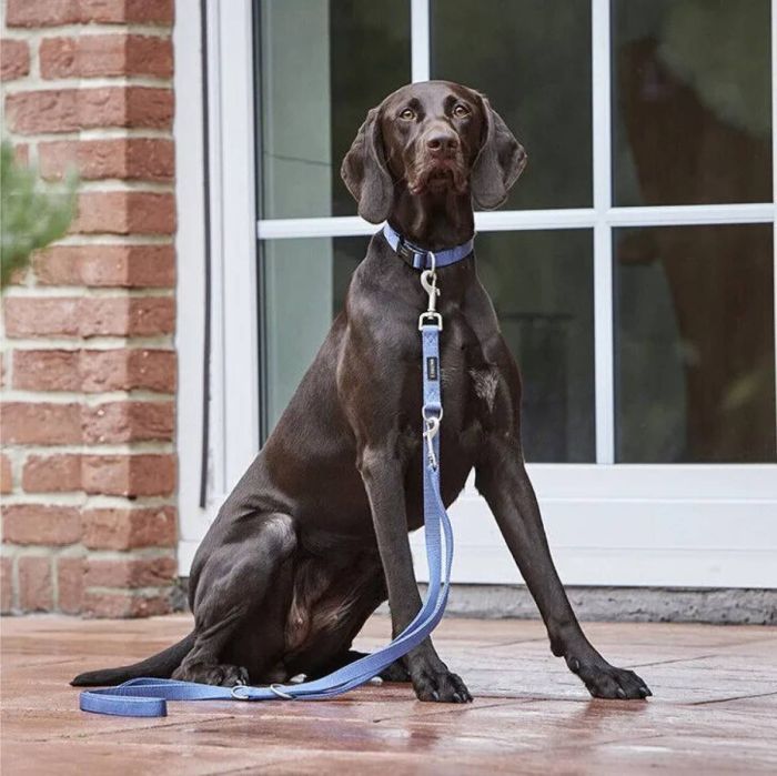 Нашийник для собак пом'якшений Wolters Professional Comfort 1 25-30 см / 25 мм Синій