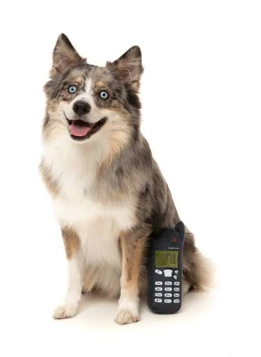 М'яка іграшка для собак FuzzYard Nokidog