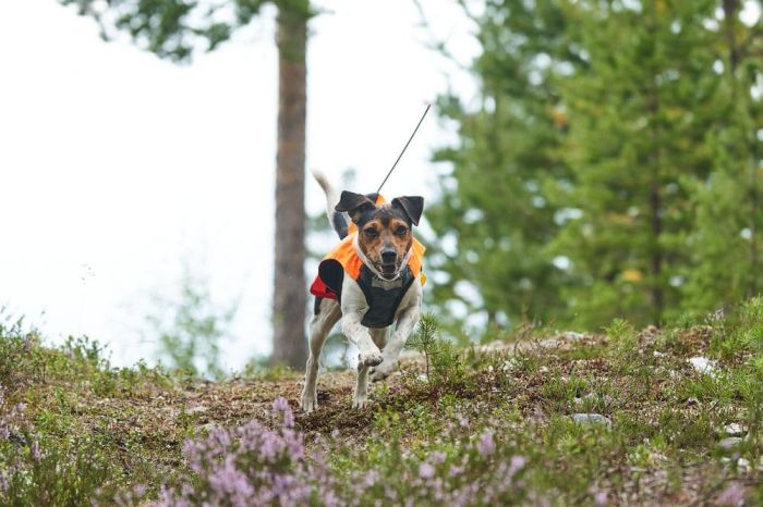 Світловідбивний жилет Protector vest GPS Non-stop dogwear Помаранчевий 2XS