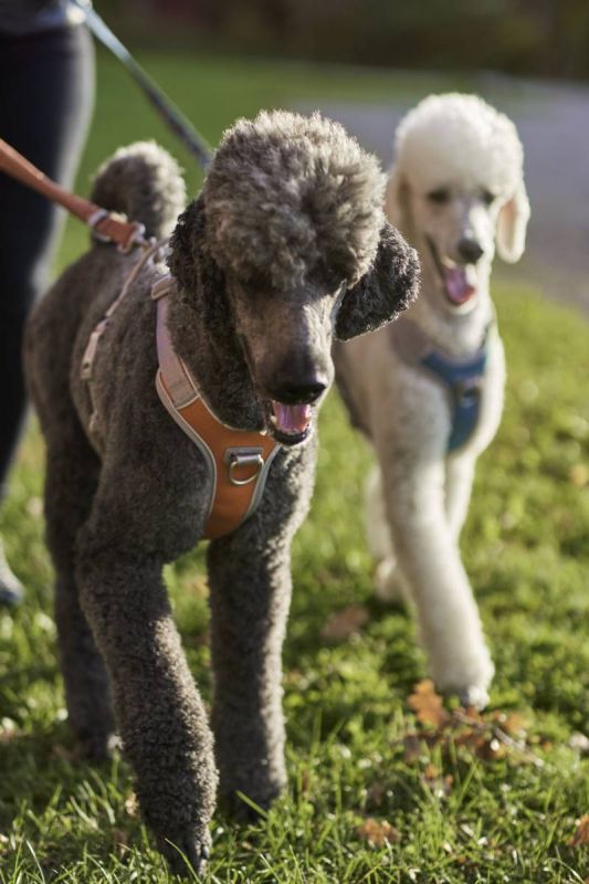 Шлейка для собак пом'якшена з ручкою Hurtta Venture No-Pull 35-40 см Помаранчевий