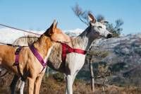 Пом'якшена шлея для собак Hurtta Casual harness ECO 30-35 Рожевий