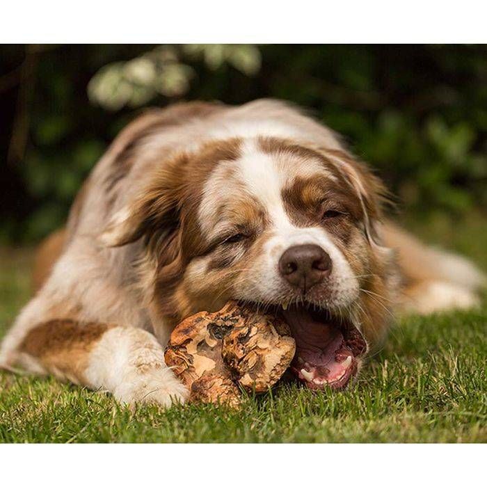 Жувальний корінь Chewies M, екстремальне гризіння