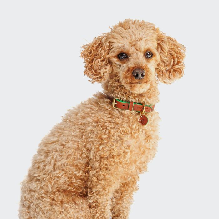 Нашийник для собак Cloud7 Prince Park Зелений S