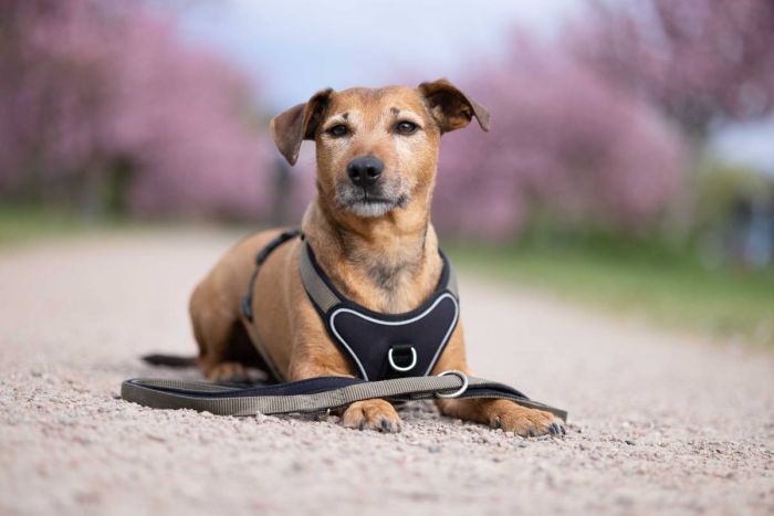 Шлейка для собак пом'якшена Wolters Professional Comfort 4 60-70 см / 30 мм Оливковий