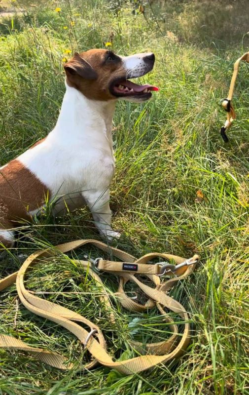 Повідець перестібка з нейлону Wolters Professional M 3 м / 15 мм Жовтий