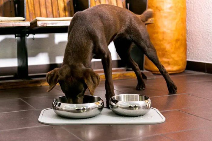 Металева миска для собак Wolters Diner Steel S 0,50 л