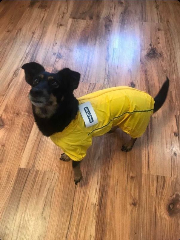 Мадрид дощовик для собак Dog Love жовтий без утеплювача XXS