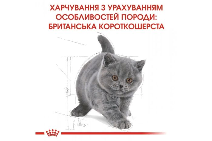 АКЦІЯ Royal Canin British Shorthair Kitten сухий корм для британських короткошерстих кошенят 8+2 кг 