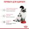 АКЦІЯ Royal Canin Babycat сухий корм для кошенят та вагітних кішок 8+2 кг 