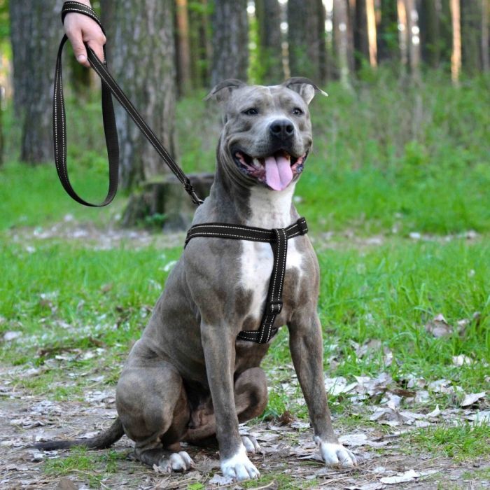 Шлея ACTIVE нейлонова зі світловідображенням Чорна ширина 25мм  Обхват Груди 58-71см