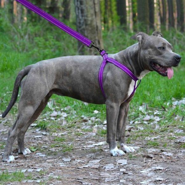 Шлея капронова світловідбиваюча фіолетова 20мм (45-56см