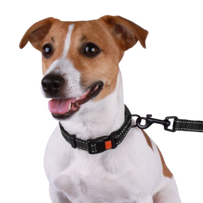 Повідець ACTIVE нейлоновий зі світловідображенням Чорний 152 см ширина 20ммдлина 152см