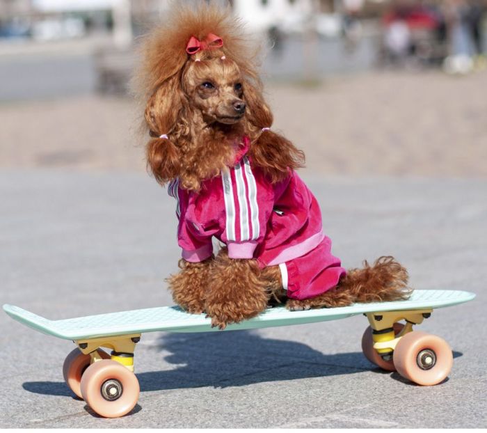 ФІФА комбінезон для собак дівчаток велюр XS