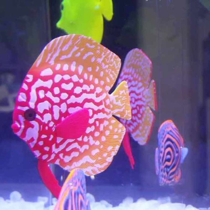 Рибка силіконова Дискус 8 см CL0022 