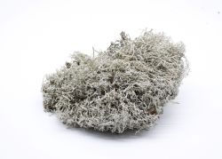 TerriX Ягель мох, 2 л 