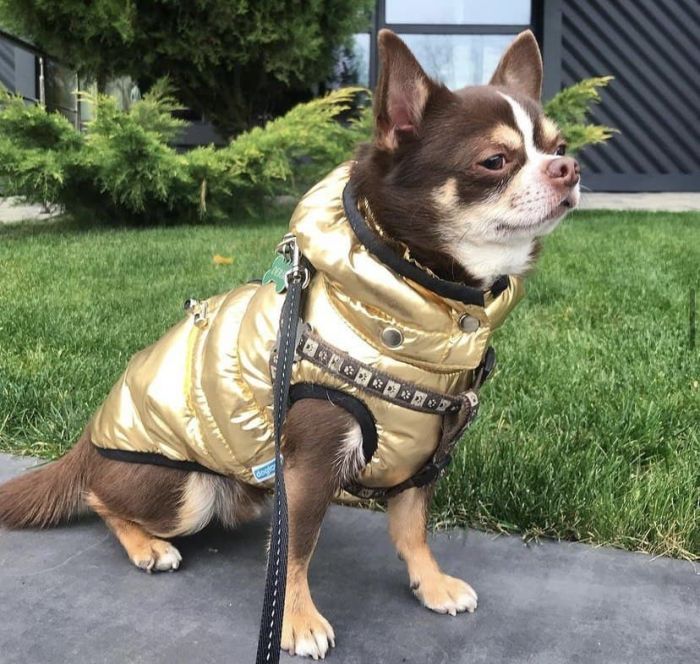 Дубай жилет для собак Dog Love золото XXS