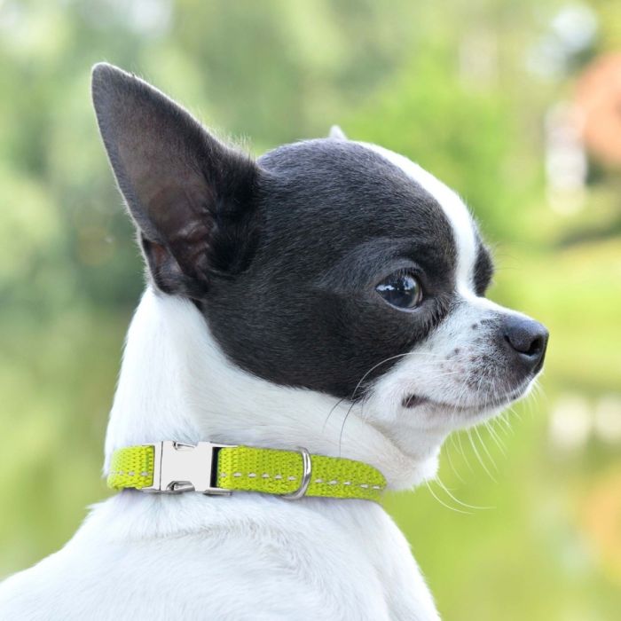 Нашийник ACTIVE для собак дрібних порід нейлоновий зі світловідображенням 10мм 18-28см Салатовий 