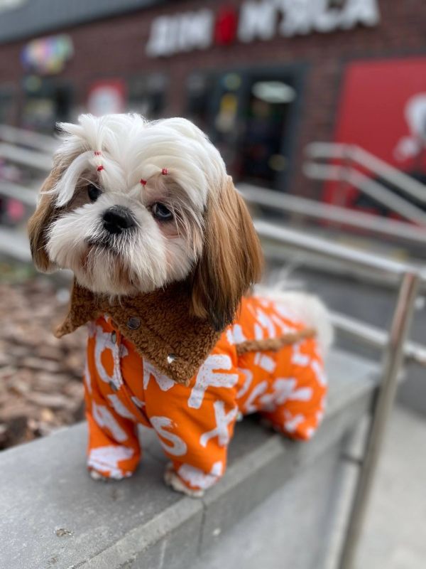 Сахара комбінезон на овчині і силіконі для собак дівчаток S1