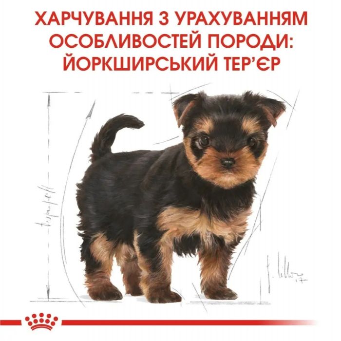 АКЦІЯ Royal Canin Yorkshire Puppy Набір корму для цуценят йоркширський терєр 1,5 кг+ 4 паучі 