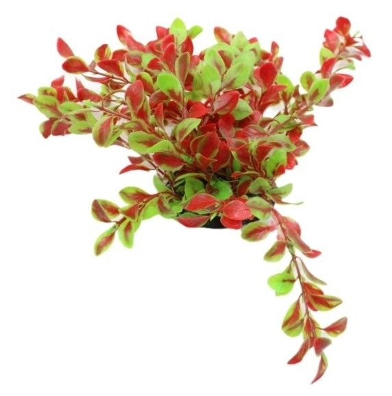 Рослина для акваріуму 006А, 8х6х25 см 