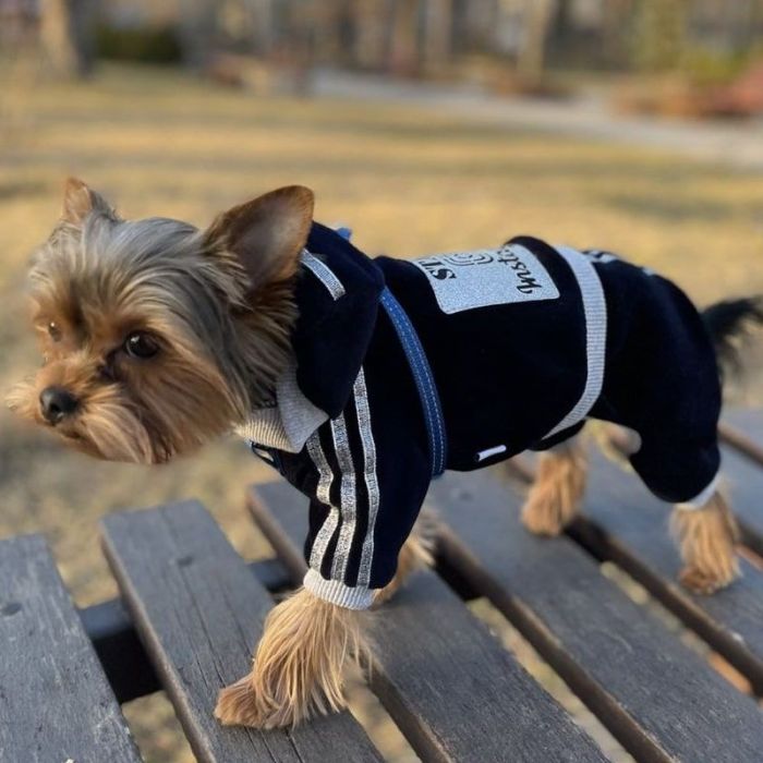 Instagram комбінезон для собак хлопчиків велюр XS