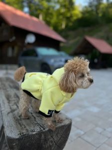 Худі Lemon Digi Dog для собак із кишенею. 