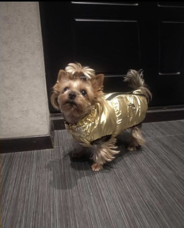 Дубай жилет для собак Dog Love золото S2