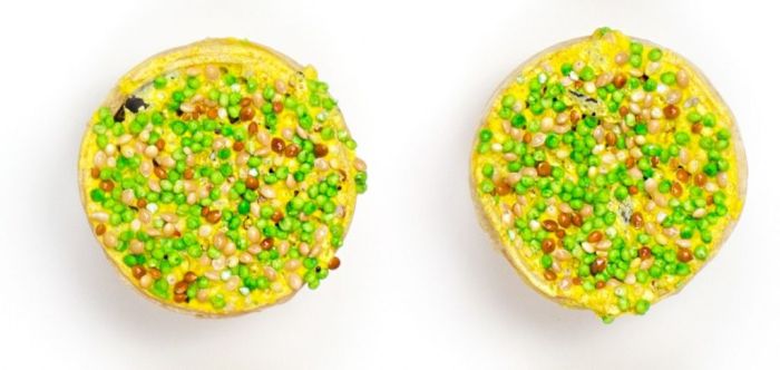 Десерт для птахів Фієста Тарталетка Чумиза, Природа Фієста тарталетка для папуг Чумиза Природа