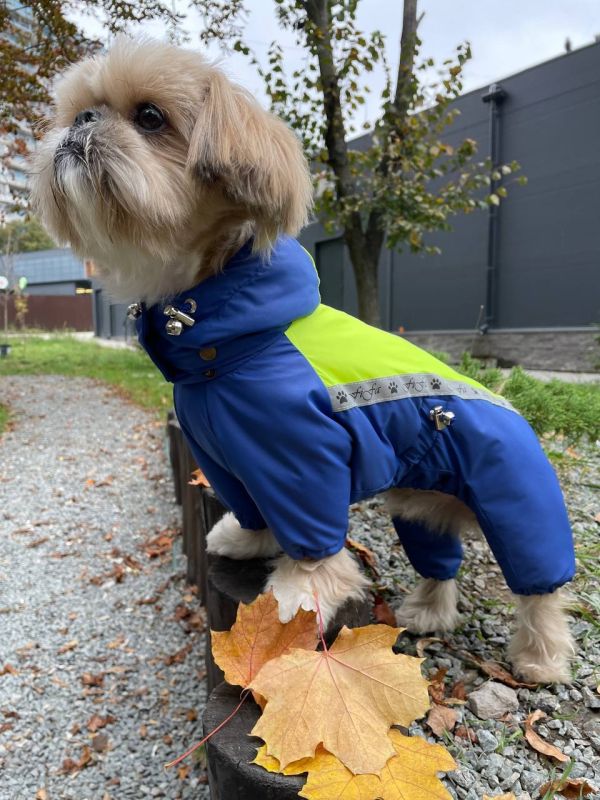 Промінь комбінезон для собак хлопчиків на силіконі S1