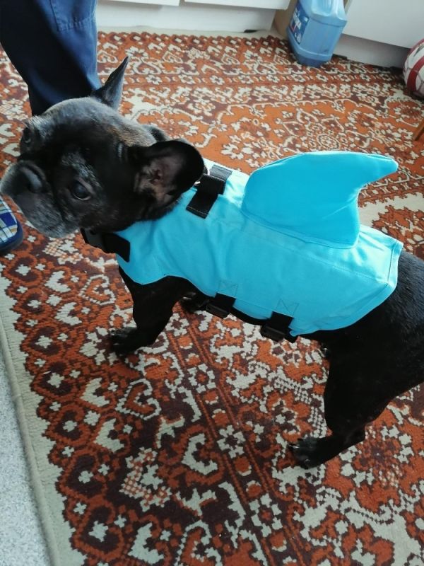 Акула Жилет для купання собак XXL