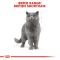 АКЦІЯ Royal Canin British Shorthair Adult Сухий корм для британських короткошерстих котів 8+2 кг 