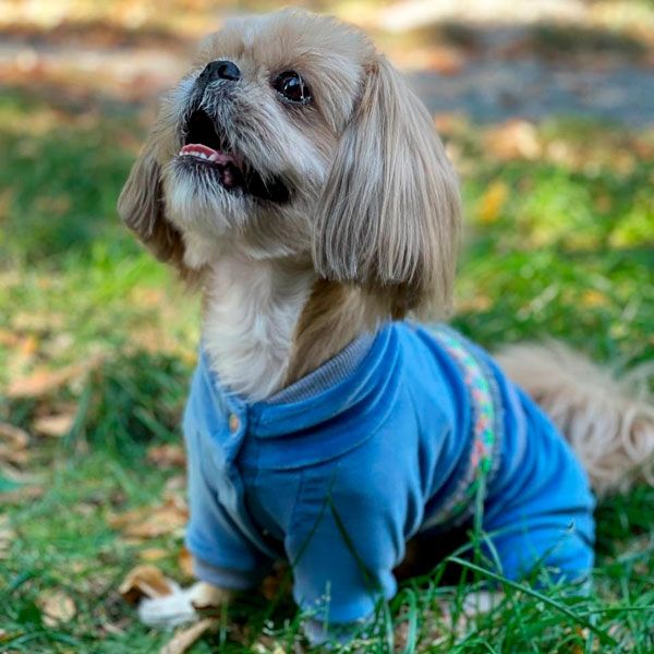 Комбінезон Колорит велюр (хлопчик) S