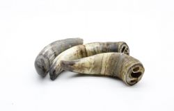 Ріг бика сушений 1шт. 