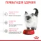 Royal Canin Kitten 36 для кошенят (Роял Канін Кіттен) від 4 до 12 місяців 4 кг