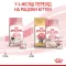 Royal Canin Mother and Babycat 34 (Роял Канін Мазер енд Бебікет) для кошенят від 1 до 4 місяців Акція 1,6 кг + 400 г